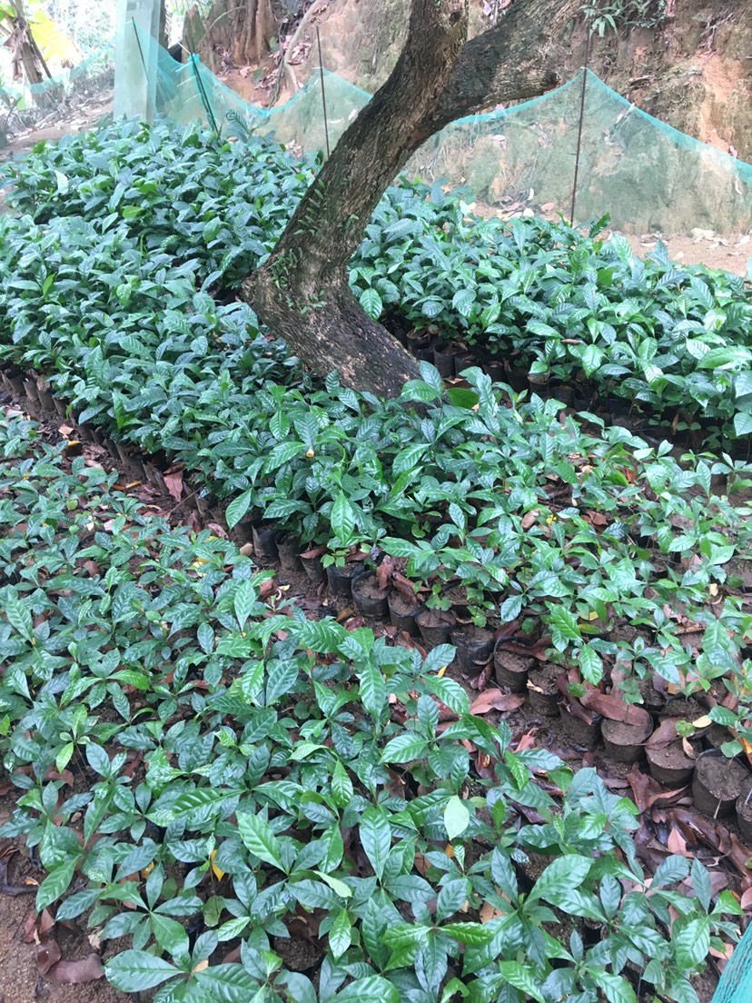 咖啡木盆栽 咖啡苗